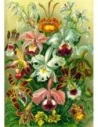 Ernst Haeckel Puzzle Orchid (1000 pieces)  Good Loot