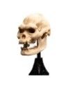 Lord of the Rings Mini Statue Skull of Lurtz 14 cm  Weta Workshop